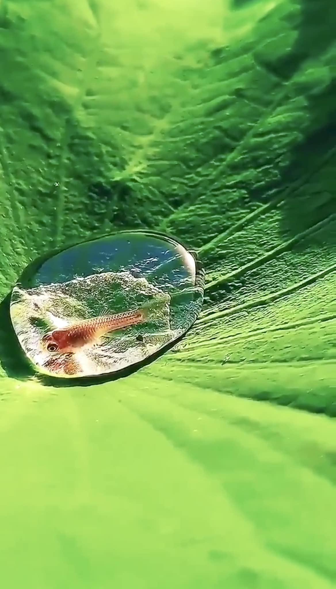 Microcosmos y magia.
 Un pececito en una gota de agua en una hoja de lotus.
Pareciera que la gota abraza a su Huesped …