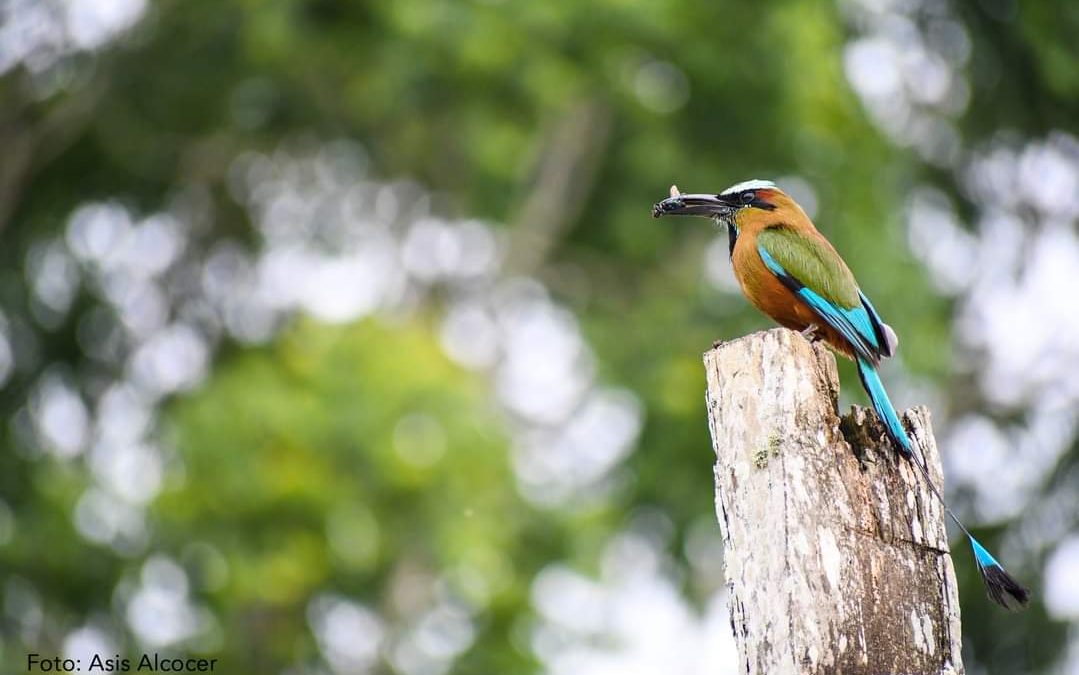 El pájaro Toh, ave real indicadora de la salud de la selva