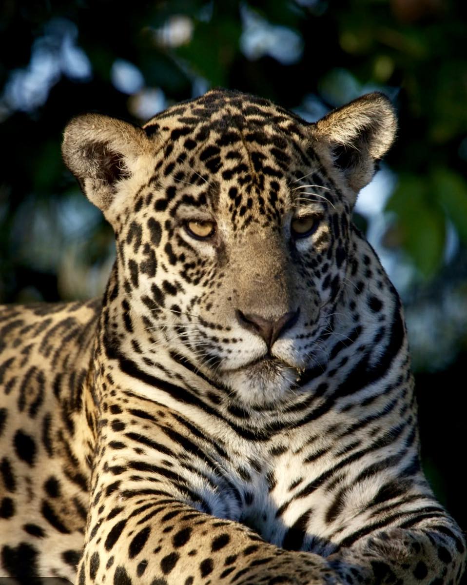 Sabias Que...?
El jaguar es la “especie paraguas” de la jungla maya?

Las especies sombrilla también denominadas 'paraguas', son aquellas que requieren de grandes extensiones de tierra para subsistir de manera natural y funcionan como un canal para la conservación de todo el ecosistema asociado: si la especie está bien, se asegura con ello que su entorno tiene buena salud. #conservation #wildlife #jaguars

En nuestras instalaciones no contamos con jaguares pero con relativa frecuencia muestran su esplendor por la zona. 

Visitanos , aprende y disfruta.
www.akumalnaturaglamping.com
reservations@akumalnatura.com