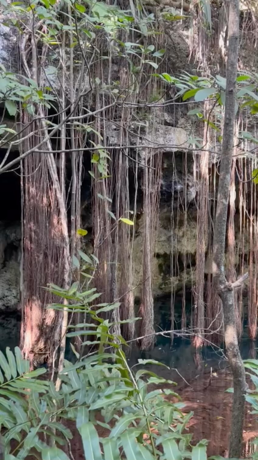 As we enter the Mayan Jungle, we are immediately enveloped by the sounds and views of nature. Here’s where we uncover new possibilities and have authentic experiences.

#akumalnaturaexperiences #Mexico #RivieraMaya #glamping #junglelife #jungle #nature #cenote